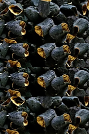 DOLMALIK KURU PATLICAN 1 DİZİ